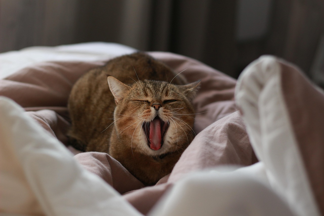 What are Quick Cricket Betting Tips: Pro Tips to Win in India (2026)